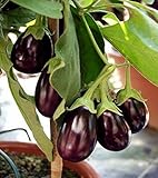 Auberginen Eierfrucht Mini Aubergine Patio Baby Samen Foto, Bestseller 2024-2023 neu, bester Preis 3,50 € Rezension