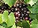 Photo Large Black Muscadine Seed - Self Fertile Native Grape Seeds (0.5gr to 3.0gr) new bestseller 2024-2023