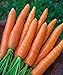 Photo 700+ Seeds of Carrot Scarlet Nantes, Daucus carota, Great Flavor, Texture, Uniformity Carrot, Heirloom, Non-GMO Seeds, Open Pollinated, Cool Season new bestseller 2024-2023