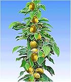 BALDUR Garten Säulen-Kiwi 'Issai', 1 Pflanze selbstfruchtend Stachelbeer-Kiwi winterharte Obstpflanze Foto, Bestseller 2024-2023 neu, bester Preis 12,95 € Rezension