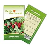 Erdbeerspinat Samen - Chenopodium foliosum - Erdbeerspinatsamen - Gemüsesamen - Saatgut für 200 Pflanzen Foto, Bestseller 2024-2023 neu, bester Preis 1,99 € (0,01 € / stück) Rezension