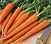 Photo Pelleted - Tendersweet Carrot Seeds - Pelleted - Wow!! These are Sooooo Good!!!!(100 - Seeds) new bestseller 2024-2023