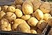 Photo 5 Lbs Russet Seed Potatoes - USA Non-GMO Certified Potato TUBERS SPUDS new bestseller 2024-2023