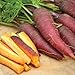 Photo Cosmic Purple Carrot Seeds, 500 Heirloom Seeds Per Packet, Non GMO Seeds, Isla's Garden Seeds new bestseller 2024-2023