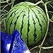 Photo MITRAEE Fresh 100pcs Watermelon Fruit Seeds for Planting Blue new bestseller 2024-2023