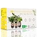 Foto Cultivea Kit completo de hierbas - Cultiva tus propias hierbas aromáticas - 100% ecológicas: semillas orgánicas - Decora tu hogar con un huerto urbano. (Eneldo, Salvia, Albahaca Limón) nuevo éxito de ventas 2024-2023