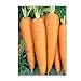 Photo 750 Danvers 126 Carrot Seeds | Non-GMO | Fresh Garden Seeds new bestseller 2024-2023