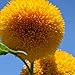 Photo Teddy Bear Sunflower Seeds | 20 Seeds | Exotic Garden Flower | Sunflower Seeds for Planting | Great for Hummingbirds and Butterflies new bestseller 2024-2023