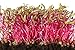 Photo Detroit Dark Red Beet Microgreens Seeds, 100+ Heirloom Seeds Per Packet, Non GMO Seeds, (Isla's Garden Seeds), Botanical Name: Beta vulgaris new bestseller 2024-2023