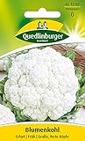 Quedlinburger Blumenkohl 'Erfurter Zwerg', 1 Tüte Samen Foto, Bestseller 2024-2023 neu, bester Preis 1,79 € (0,02 € / stück) Rezension