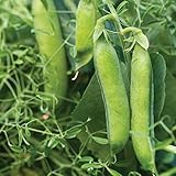 Burpee Masterpiece Pea Seeds 200 seeds Photo, bestseller 2025-2024 new, best price $5.60 review