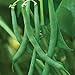 Photo Burpee Blue Lake 47 Bush Bean Seeds 8 ounces of seed new bestseller 2024-2023