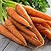 Photo Tendersweet Carrot Seeds - 50 Count Seed Pack - Non-GMO - Rich-Orange Colored Roots are coreless, Crisp and Very Sweet. Perfect for Canning, juicing, or Eating raw. - Country Creek LLC new bestseller 2024-2023