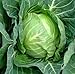 Photo Copenhagen Market Early Cabbage Seeds, 300 Heirloom Seeds Per Packet, Non GMO Seeds, (Isla's Garden Seeds), Botanical Name: Brassica oleracea new bestseller 2024-2023