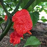 Wayland Chiles Carolina Reaper Seeds (Red) Photo, bestseller 2024-2023 new, best price $9.50 review