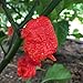 Photo Wayland Chiles Carolina Reaper Seeds (Red) new bestseller 2024-2023