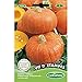 Foto Germisem Vif D 'Etampes Semillas de Calabaza 3 g (EC4006) nuevo éxito de ventas 2024-2023