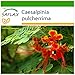 Foto SAFLAX - Pequeño flamboyan - 10 semillas - Con sustrato estéril para cultivo - Caesalpinia pulcherrima nuevo éxito de ventas 2025-2024