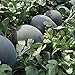 Photo 30Pcs Black Diamond Watermelon Seeds Non GMO Seeds Fruit Seed ,for Growing Seeds in The Garden or Home Vegetable Garden new bestseller 2024-2023