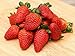 Photo 200 Seeds Strawberry Seeds Non-GMO Fruit Seeds Organic Garden new bestseller 2024-2023