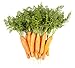 Photo Carrot Vegetable Seeds for Planting Home Garden Outdoors - Little Finger Baby Carrot Seeds! new bestseller 2024-2023