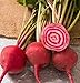 Photo David's Garden Seeds Beet Chioggia Guardsmark 3287 (Multi) 200 Non-GMO, Heirloom Seeds new bestseller 2024-2023