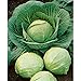 Photo David's Garden Seeds Cabbage Dutch Early Round 2358 (Green) 50 Non-GMO, Heirloom Seeds new bestseller 2024-2023