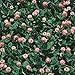 Photo Strawberry Clover - 1 LB ~270,000 Seeds - Hay, Silage, Green Manure or Farm & Garden Cover Crops - Attracts Pollinators new bestseller 2024-2023