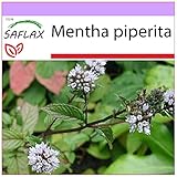 SAFLAX - Menthe poivrée - 300 graines - Mentha piperita Photo, best-seller 2025-2024 nouveau, meilleur prix 3,75 € (0,01 € / unité) examen