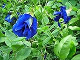 30 Seeds Thai Butterfly Pea Seeds Photo, bestseller 2024-2023 new, best price $15.00 ($0.50 / Count) review