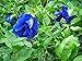 Photo 30 Seeds Thai Butterfly Pea Seeds new bestseller 2024-2023