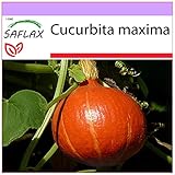 SAFLAX - Calabaza Hokkaido - 10 semillas - Cucurbita maxima Foto, éxito de ventas 2024-2023 nuevo, mejor precio 3,95 € revisión