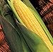 Photo TomorrowSeeds - Kandy Korn Yellow Sweet Corn Seeds - 90+ Count Packet - Red Purple Husk EH Hybrid Untreated Golden Early Harvest Non GMO new bestseller 2024-2023