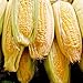 Photo Sugar Buns Sweet Yellow Corn, 75 Heirloom Seeds Per Packet, (Isla's Garden Seeds), 90% Germination Rates, Non GMO Seeds, Botanical Name: Zea mays new bestseller 2024-2023