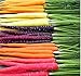 Photo MySeeds.Co Big Pack - (3,500+) Rainbow Mix Carrot Seeds - Atomic Red, Bambino Orange, Cosmic Purple, Lunar White and Solar Yellow Seeds (Big Pack - Carrot Rainbow Mix) new bestseller 2024-2023