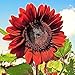 Photo RattleFree Velvet Queen Sunflower Seeds for Planting | Heirloom | Non-GMO | 50 Sunflower Seeds per Planting Packet | Fresh Garden Seeds new bestseller 2024-2023