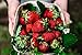 Photo Albion Everbearing Strawberry Bare Roots Plants, 25 per Pack, Hardy Plants Non GMO… new bestseller 2024-2023