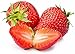 Photo Strawberry Seeds for Planting in Your Indoor or Outdoor Garden: Non-GMO,Non-Hybrid,Heirloom and Organic (100PCS) new bestseller 2024-2023