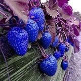 MITRAEE 100pcs Blue Strawberry Fruit Seeds Photo, bestseller 2024-2023 new, best price $9.90 review