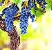 Photo Wine Grape Vine Seeds for Planting - 100+ Seeds - Ships from Iowa, USA new bestseller 2024-2023