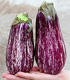 Aubergine Gestreift - Eierfrucht - 50 Samen Foto, Bestseller 2024-2023 neu, bester Preis 1,60 € Rezension