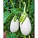 Photo Cloud Nine Hybrid Eggplant Seeds (30+ Seed Package) new bestseller 2024-2023