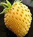 Photo David's Garden Seeds Fruit Strawberry Yellow Wonder 3119 (Red) 50 Non-GMO, Open Pollinated Seeds new bestseller 2024-2023