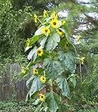 15 Seeds (PKD) King Kong Sunflower Photo, bestseller 2024-2023 new, best price $20.00 review