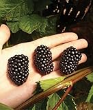 5 PrimeArk Freedom Thornless BlackBerry Plants Photo, bestseller 2024-2023 new, best price $45.49 review