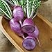 Photo David's Garden Seeds Radish Kn-Bravo 5437 (Purple) 100 Non-GMO, Hybrid Seeds new bestseller 2024-2023