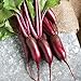 Photo David's Garden Seeds Beet Cylindra 4343 (Red) 200 Non-GMO, Hybrid Seeds new bestseller 2024-2023