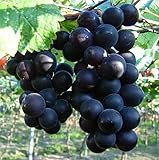 Natural Fruit Seeds Kyoho Grapes Seeds 30Pcs Photo, bestseller 2025-2024 new, best price $7.89 review