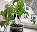 Photo Self-pollinated Indoor Cucumber F1 Seeds Indoor Room Early Pickling Vegetable for Planting Giant Non GMO 10 Seeds new bestseller 2024-2023