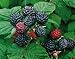 Photo 2 Jewel - Black Raspberry Plant - Everbearing - All Natural Grown - Ready for Fall Planting new bestseller 2024-2023